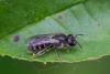Lasioglossum sp.